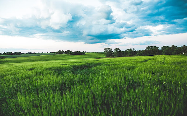 Agricultural supply and services